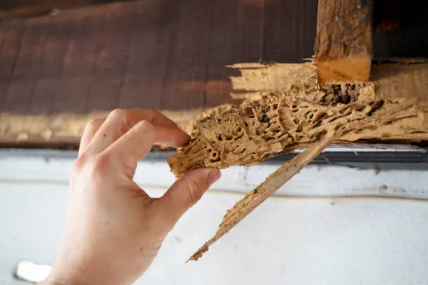 Bois de charpente endommagé par des termites Bois de charpente endommagé par des termites