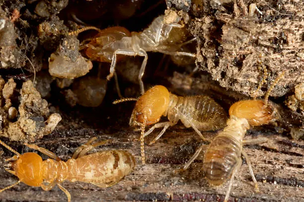 Termites dans une pièce de bois Termites dans une pièce de bois